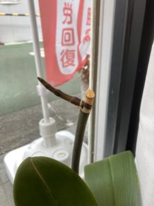 胡蝶蘭の新枝