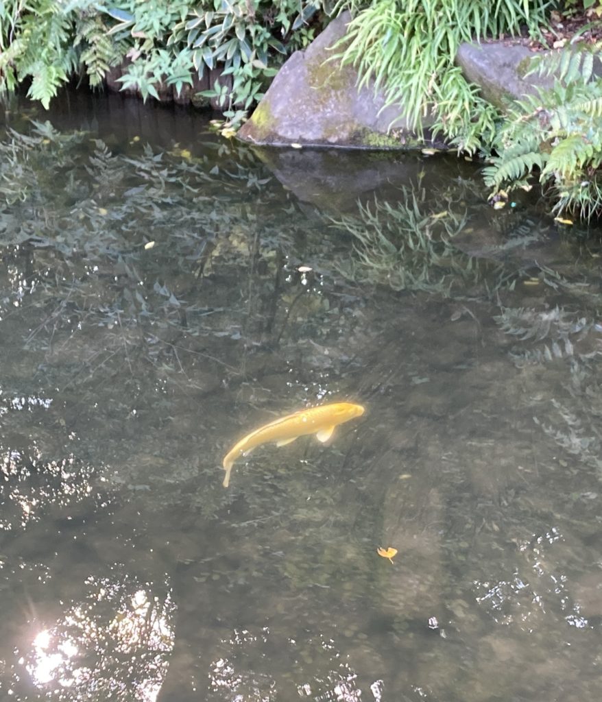 甘泉園の金色の鯉