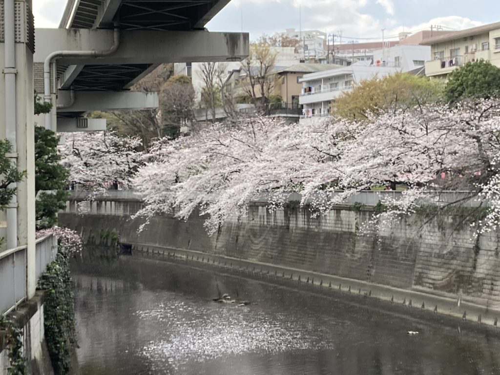 江戸川橋付近の桜