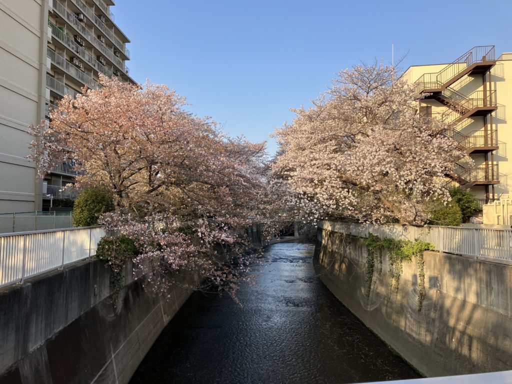 神田川の桜②