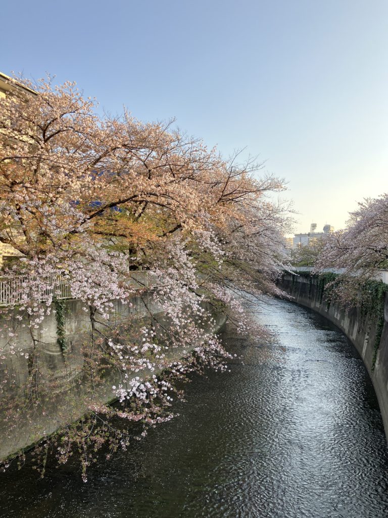 神田川の桜①